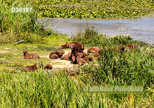 Capybara (Hydrochoerus hydrochaeris)